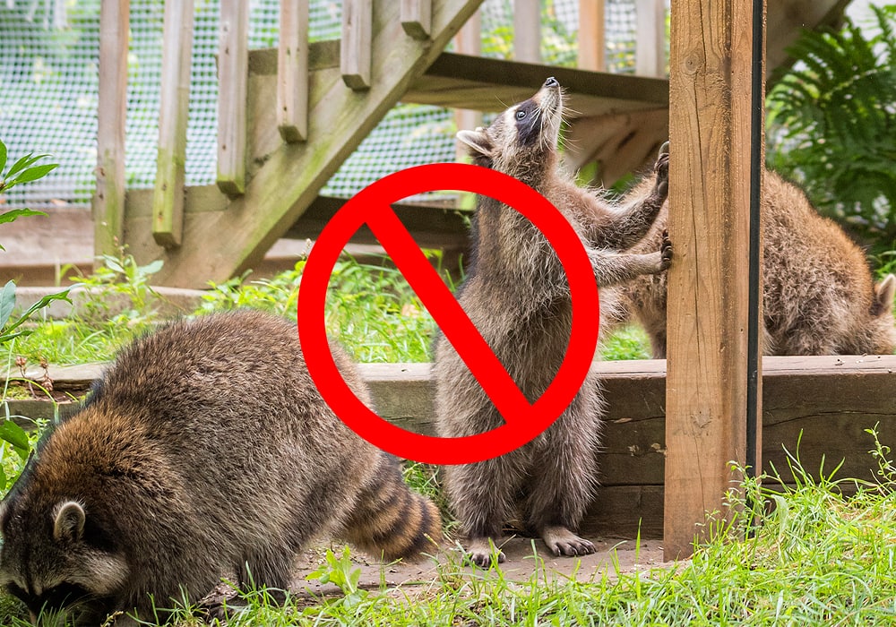 Best Tips for Raccoon Pest Control