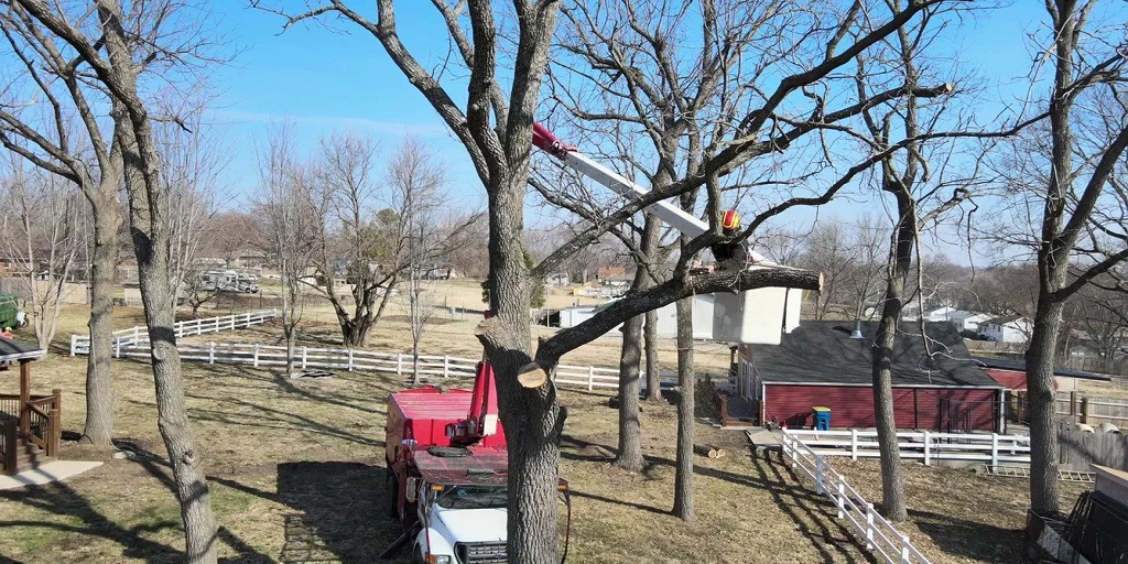 These pruning mistakes can kill your trees