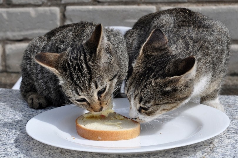 Can cats eat peanut butter? Is peanut butter safe for cats?