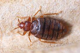 Battling Bed Bugs: Effective Pest Control Services